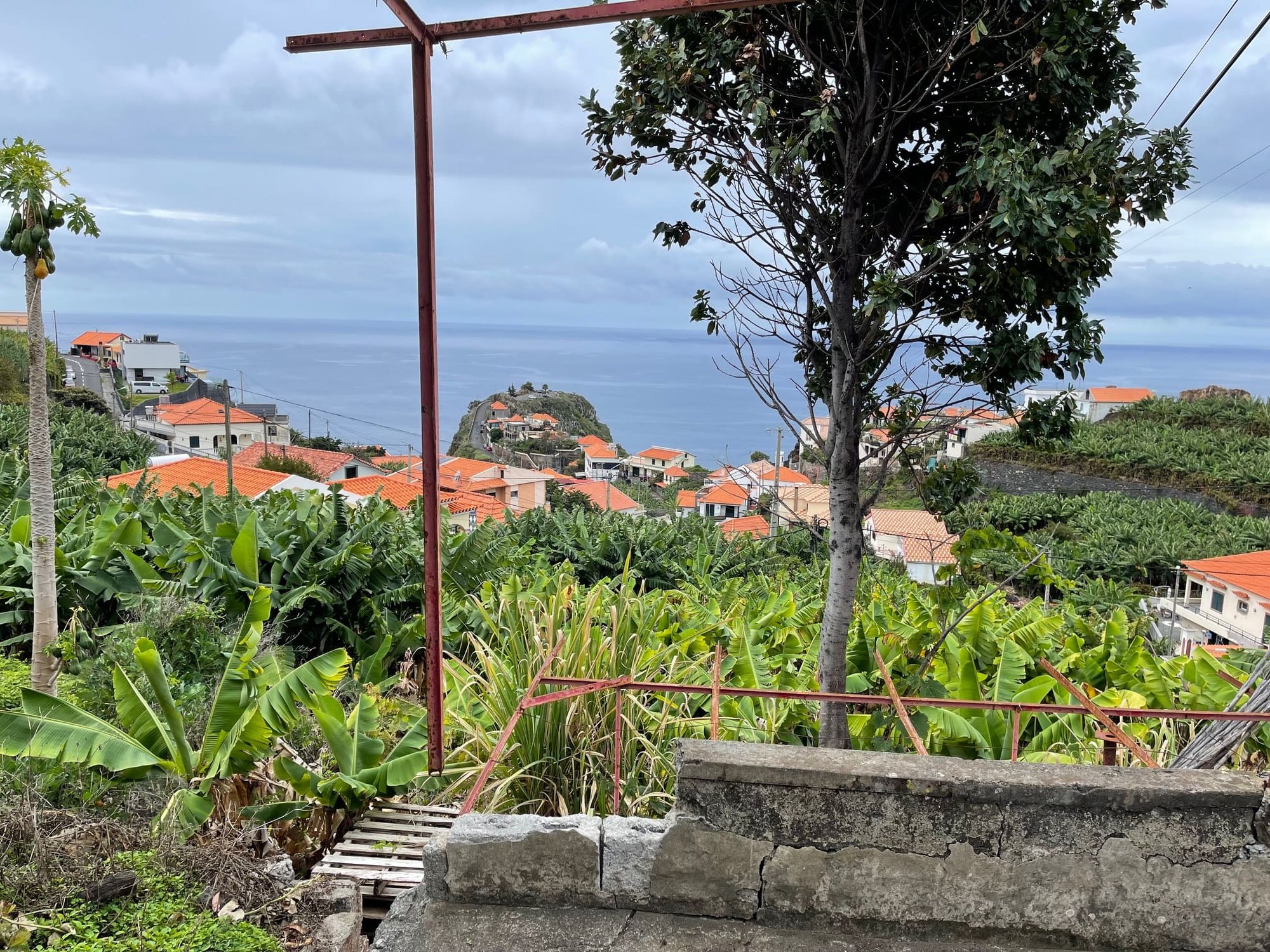 Banana plantation and sea view