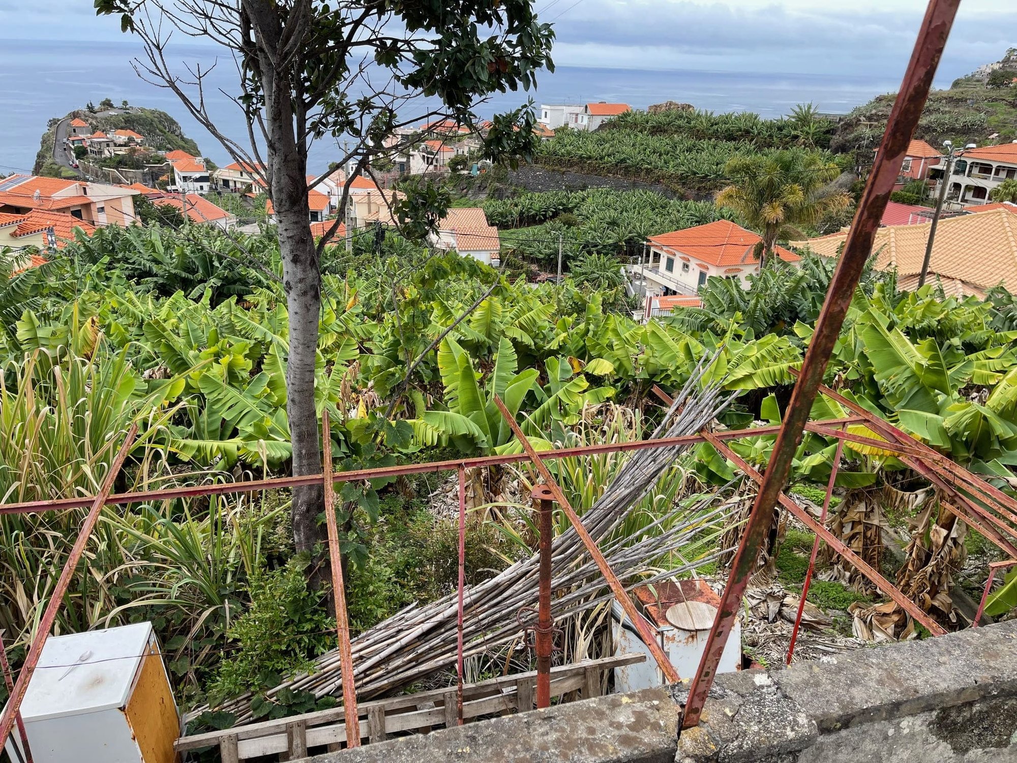 Banana plantation and sea view