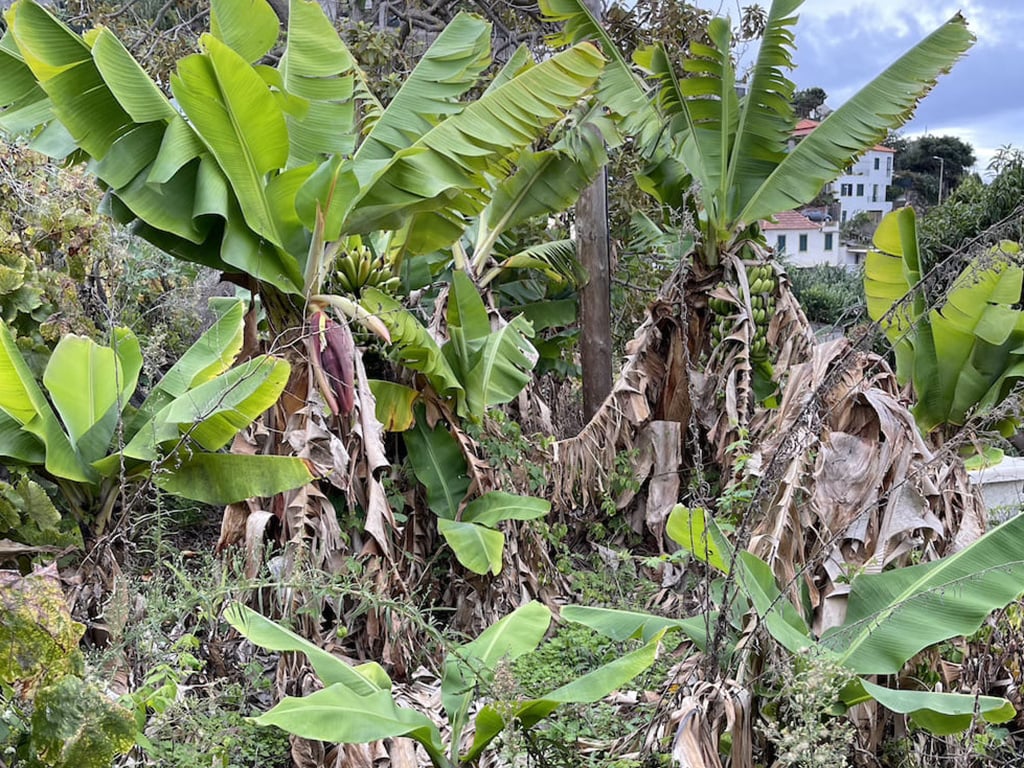 Banana plantation