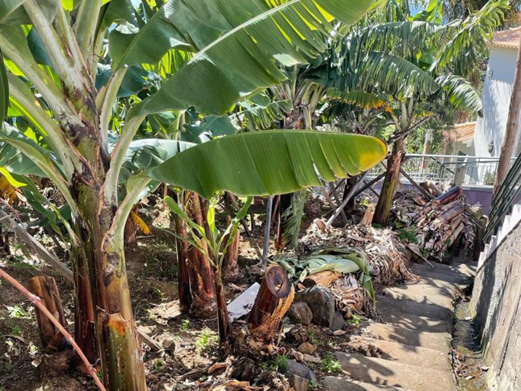 Banana plantation and stair way which leads to the property