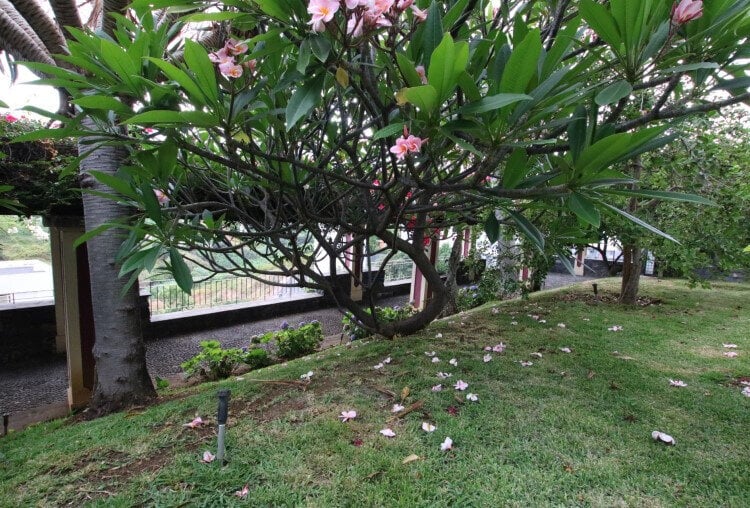 A garden with grass, a tree with flowers and a pergola